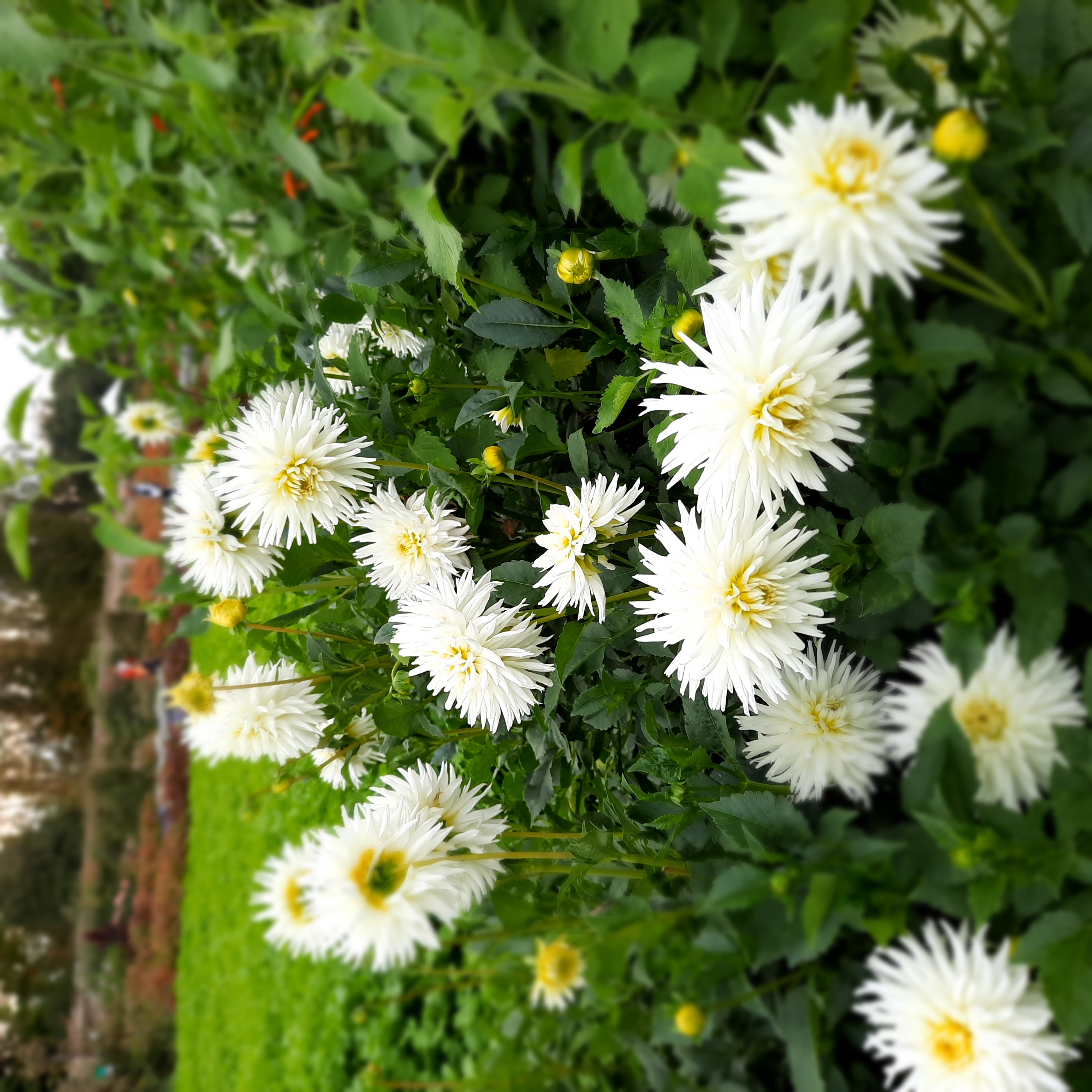 Chrysanthèmes