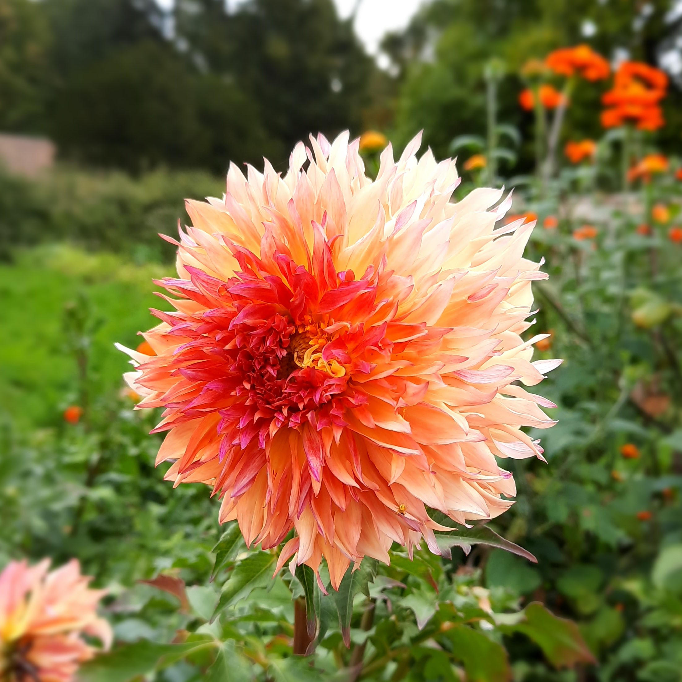 Dahlia
